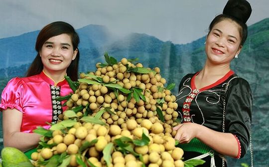 Sơn La - "nhãn trĩu cành" trên quê hương Sông Mã