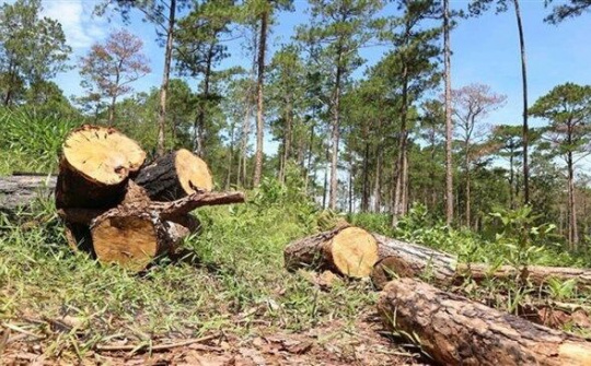 Đắk Lắk: Tăng cường chế tài xử lý chủ rừng để mất rừng