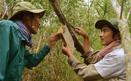 Cà Mau: Nghề "Gác kèo ong" được công nhận là Di sản văn hoá phi vật thể Quốc gia