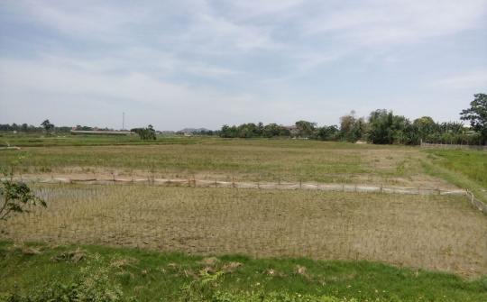 Quảng Lưu (Thanh Hóa) - Nắng hạn gây khó khăn trong sản xuất nông nghiệp