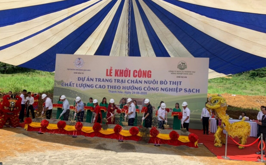 Có một dự án chăn nuôi bò thịt chất lượng cao ở xứ Thanh