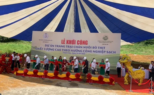 Có một dự án chăn nuôi bò thịt chất lượng cao ở xứ Thanh