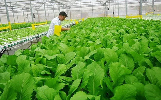 Phê duyệt Đề án phát triển nông nghiệp hữu cơ