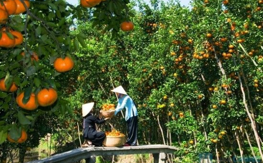 Vĩnh Long: Đẩy mạnh biện pháp khôi phục vườn cây ăn trái sau hạn mặn