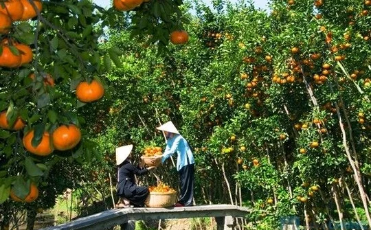 Vĩnh Long: Đẩy mạnh biện pháp khôi phục vườn cây ăn trái sau hạn mặn