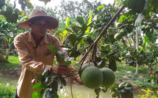 Bến Tre: Triển khai nhanh giải pháp rửa phèn phục hồi ngành nông nghiệp