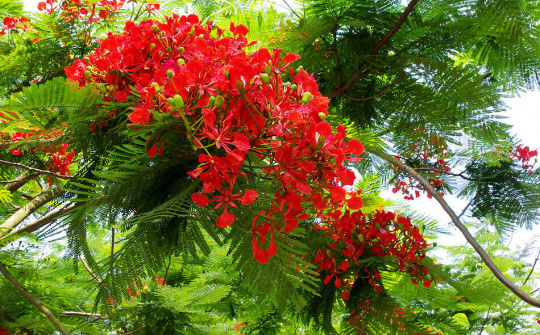 Mùa hè trong đại dịch Covid 19