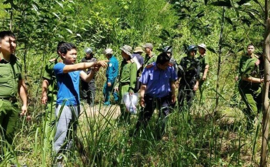 Lâm Đồng: Hình phạt nghiêm khắc cho những kẻ phá hoại 10 ha rừng thông