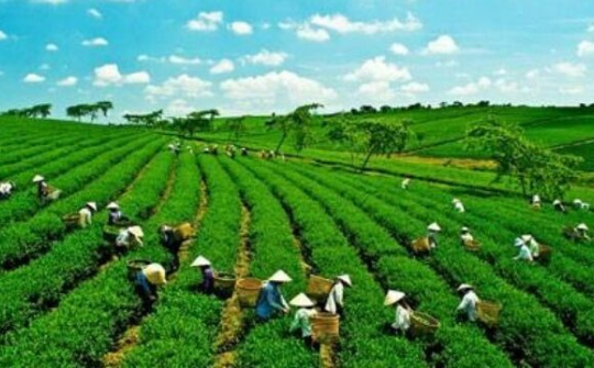 Tổ chức Diễn đàn kinh tế hợp tác, hợp tác xã