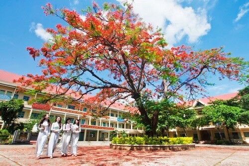 “Nỗi buồn hoa phượng” và lời cảm ơn với người thầy không chịu “gù lưng”