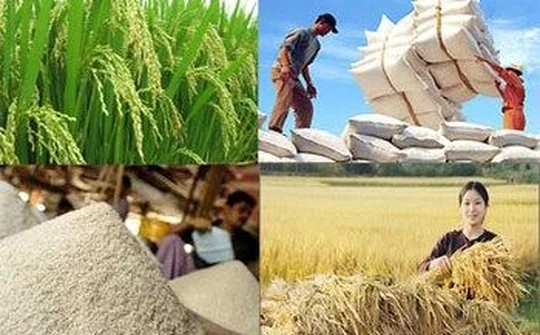 Việt Nam có cơ hội lớn để vượt qua Thái Lan về xuất khẩu gạo toàn cầu