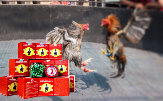 Linh Đan Cóc - "Thần dược" cho những chiến kê