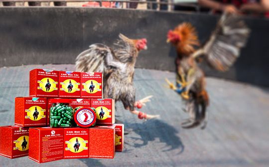 Linh Đan Cóc - "Thần dược" cho những chiến kê