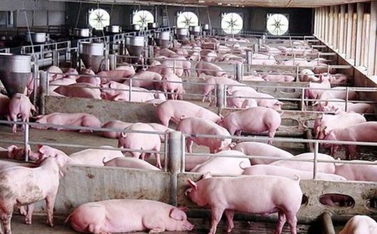 Giá lợn hơi hôm nay 12/7: Vẫn duy trì ở mức cao từ 81.000 - 93.000 đồng/kg
