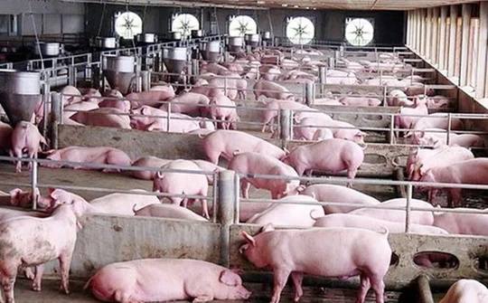 Giá lợn hơi hôm nay 12/7: Vẫn duy trì ở mức cao từ 81.000 - 93.000 đồng/kg