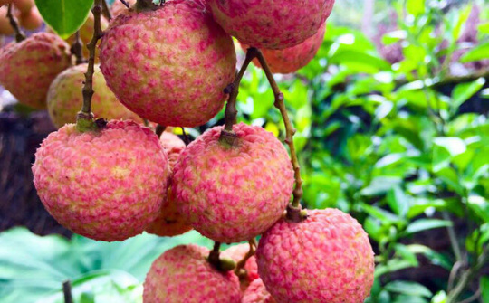 Trái cây Việt Nam từng bước khẳng định thương hiệu