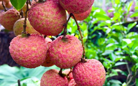 Trái cây Việt Nam từng bước khẳng định thương hiệu