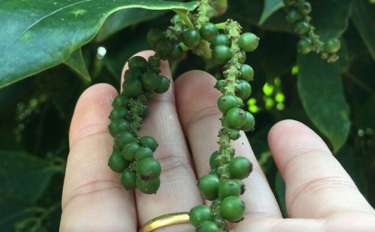 Bộ Công Thương vào cuộc ‘giải cứu’ 58 container tiêu bị mắc kẹt