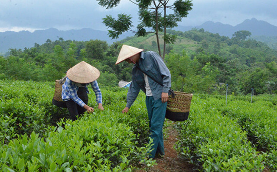 Tín dụng chính sách xã hội góp phần tạo việc làm