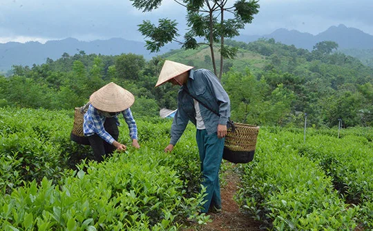 Tín dụng chính sách xã hội góp phần tạo việc làm