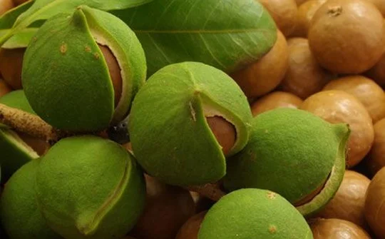 Hội thảo tiềm năng phát triển cây Măc ca ở Kon Tum