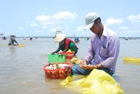 Phát triển bền vững và toàn diện chuỗi giá trị nghêu tại Việt Nam