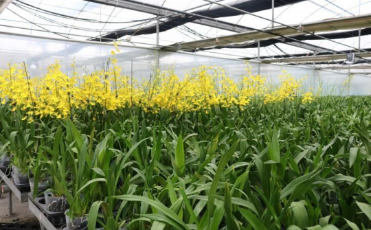 Bắc Ninh: Xây dựng và phát triển nền nông nghiệp thông minh