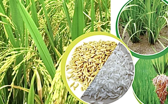Nắm bắt thời cơ nâng vị thế gạo Việt