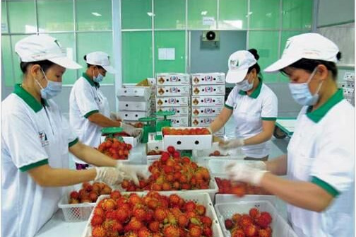 Việt Nam xuất khẩu rau quả sang Thái Lan tăng 230%