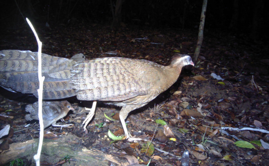 Bảo tồn đa dạng sinh học rừng Kon Plông gắn liền với phát triển sinh kế bền vững