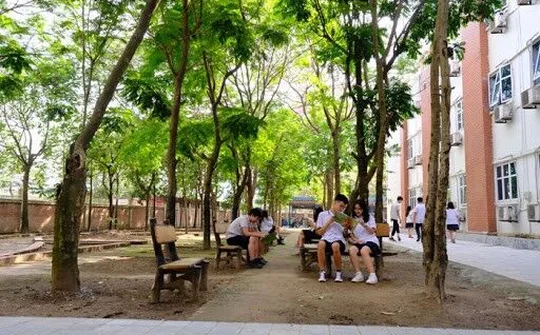 Cần Thơ: Bảo tồn cây xanh trong trường nhưng vẫn đảm bảo an toàn