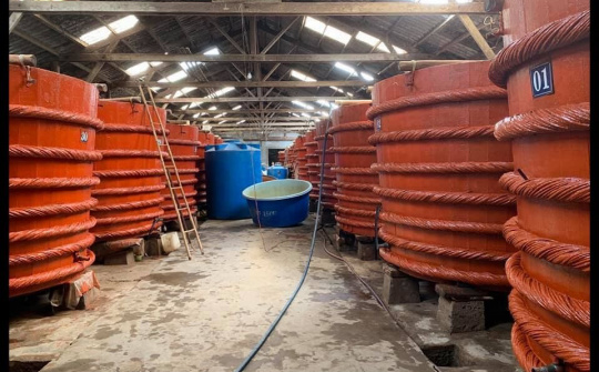 Nước mắm Phú Quốc: Đủ đậm đà, dư giả thanh tao