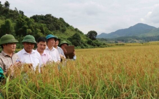 Nếp Tan - đặc sản nơi núi rừng Sốp Cộp