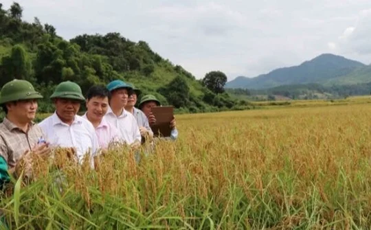 Nếp Tan - đặc sản nơi núi rừng Sốp Cộp