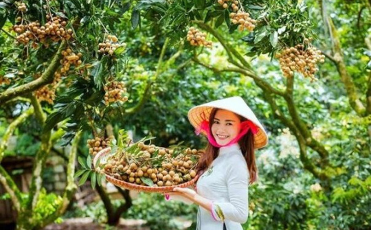 Hưng Yên: Mục tiêu đưa nhãn lồng thành sản phẩm 5 sao