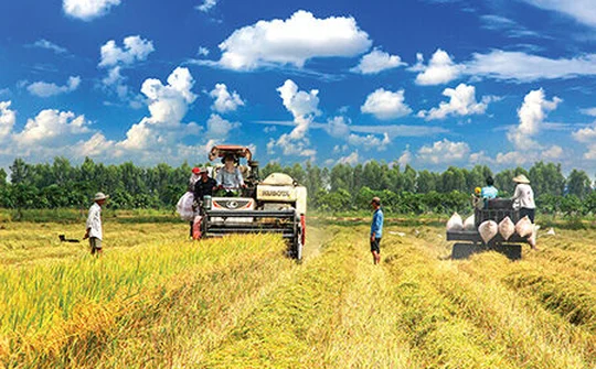 Hậu Giang: Nông dân phấn khởi vì vụ lúa hè thu trúng mùa được giá