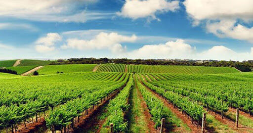 Tìm giải pháp phát triển sản xuất trên đất nông, lâm nghiệp vùng Tây Nguyên