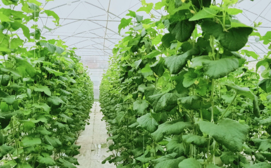 HTX Công nghệ cao Nông Thịnh: Xây dựng sản phẩm nông nghiệp sạch vì một môi trường xanh