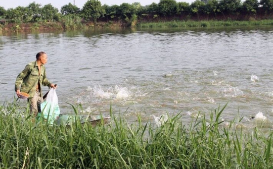 Bắc Ninh: Phát triển ngành thuỷ sản theo mô hình sản xuất an toàn