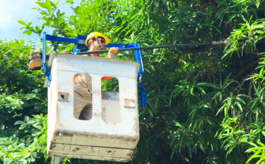 PC Thái Bình tăng cường các biện pháp đảm bảo an toàn lưới điện mùa mưa bão