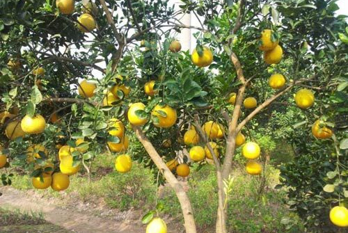 Huyện Thọ Xuân: Hiệu quả kinh tế từ chuyển đổi cây trồng ở Bắc Lương