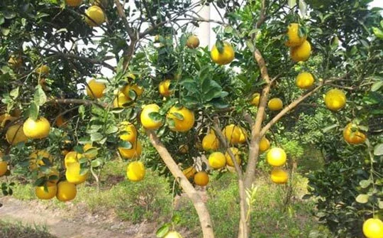 Huyện Thọ Xuân: Hiệu quả kinh tế từ chuyển đổi cây trồng ở Bắc Lương