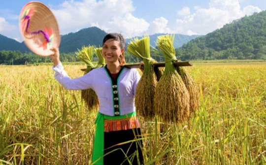 Sản vật gạo nếp gà gáy Mỹ Lung