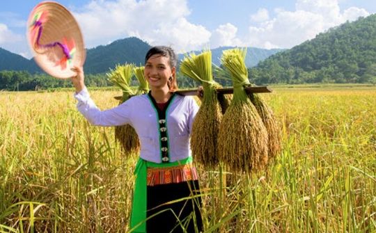 Sản vật gạo nếp gà gáy Mỹ Lung