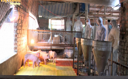 Kon Tum: Tái bùng phát dịch bệnh trên đàn gia súc