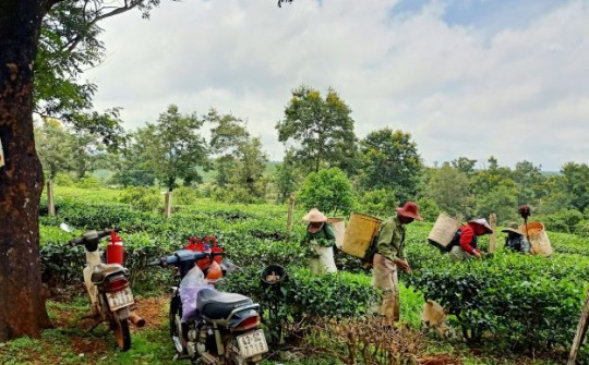 Chư Prông: Khởi sắc ở một huyện vùng biên giới