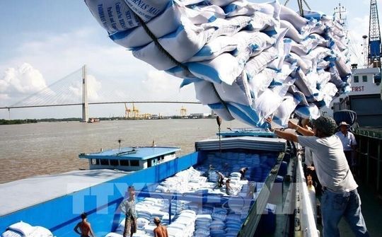 EVFTA  mở ra cơ hội mới cho Doanh nghiệp xuất khẩu gạo sẵn sàng đón cơ hội xuất khẩu lớn