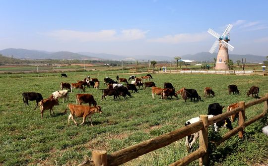 Sự tăng trưởng vượt bậc của hệ thống trang trại bò sữa Vinamilk