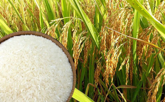 Quy định chứng nhận chủng loại gạo thơm xuất khẩu sang EU