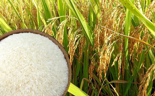 Quy định chứng nhận chủng loại gạo thơm xuất khẩu sang EU